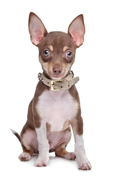 短い髪Chihuahua子犬 — ストック写真