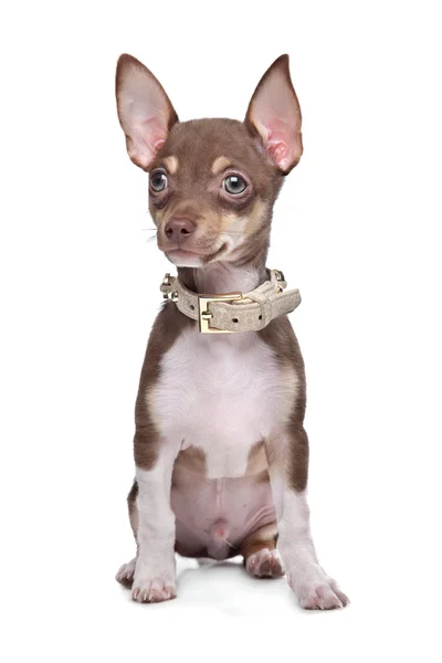 Kurzhaariger Chihuahua-Welpe — Stockfoto