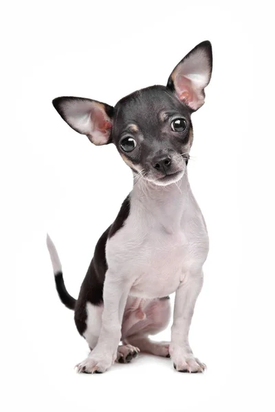 Krátkosrsté čivavské štěně — Stock fotografie