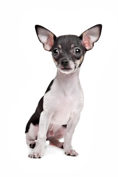 Short haired chihuahua puppy — Stock Photo, Image