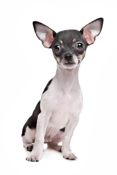 Cachorro chihuahua de pelo corto —  Fotos de Stock