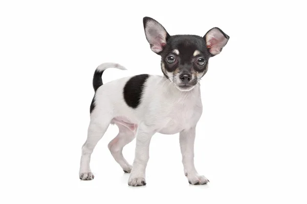 Chihuahua à poil court chihuahua — Photo
