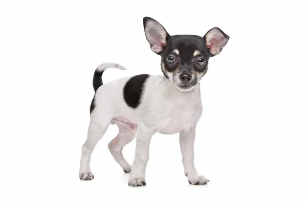 Kortharige chihuahua puppy — Stockfoto