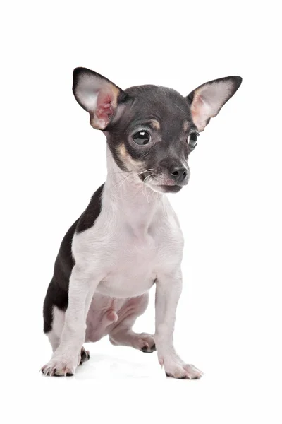 Коротковолосый щенок чихуахуа — стоковое фото