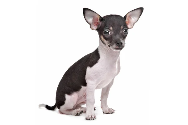 Kortharige chihuahua puppy — Stockfoto