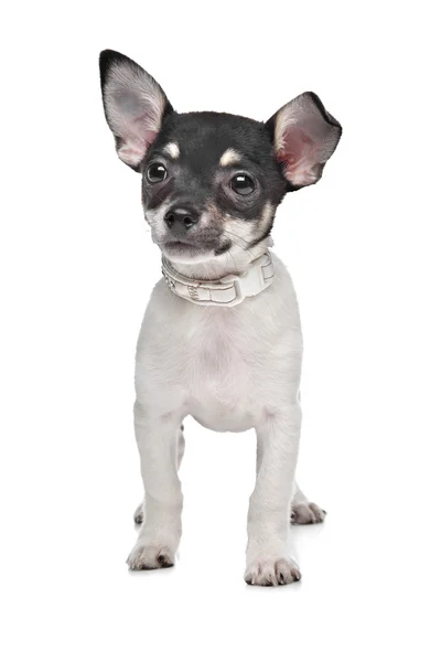 Cachorro chihuahua de pelo corto —  Fotos de Stock