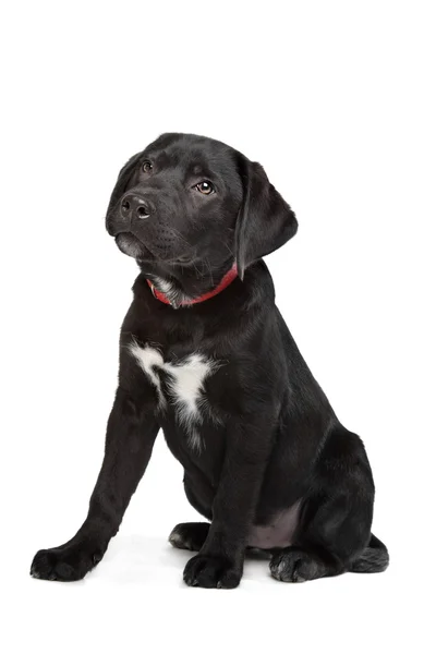Cucciolo labrador nero — Foto Stock