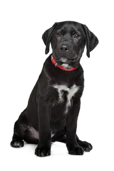 Zwarte labrador puppy — Stockfoto