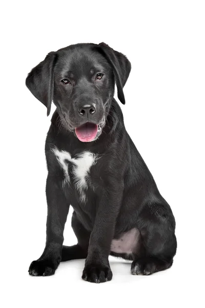 Siyah labrador yavrusu — Stok fotoğraf