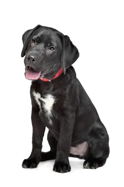 Schwarzer Labrador Welpe — Stockfoto