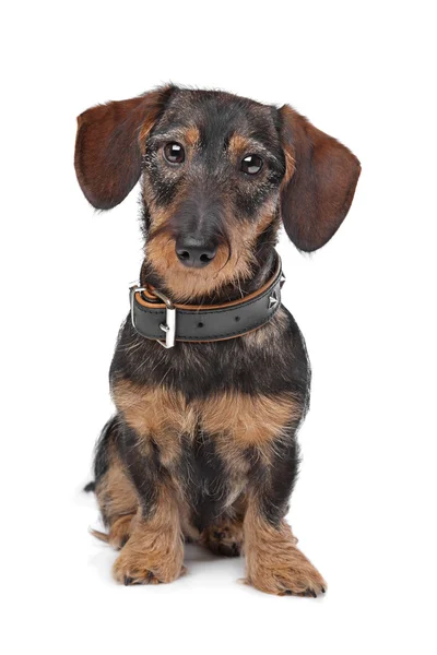Tel saçlı minyatür dachshund — Stok fotoğraf
