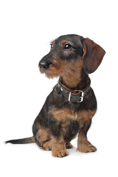 Wire haired miniature Dachshund — Stock Photo, Image