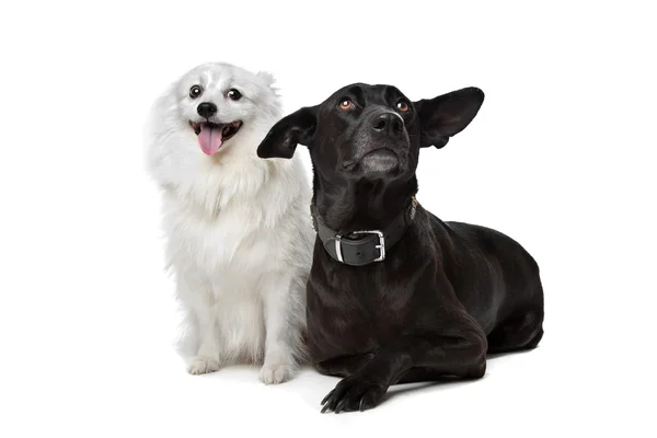 Keeshond (holländischer Lastkahnhund) und ein schwarzer Schäferhund — Stockfoto