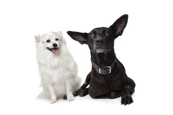 キースホンド (オランダのはしけ犬) と黒羊飼い — ストック写真