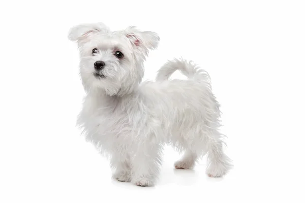 Mix Maltese dog — Stock Photo, Image