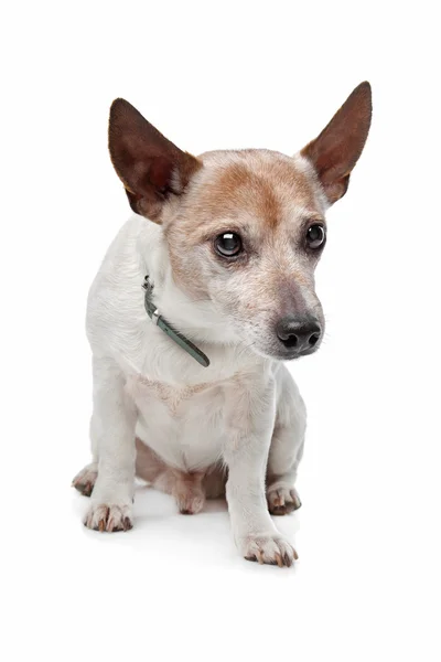 Jack Russel Terrier — Fotografie, imagine de stoc