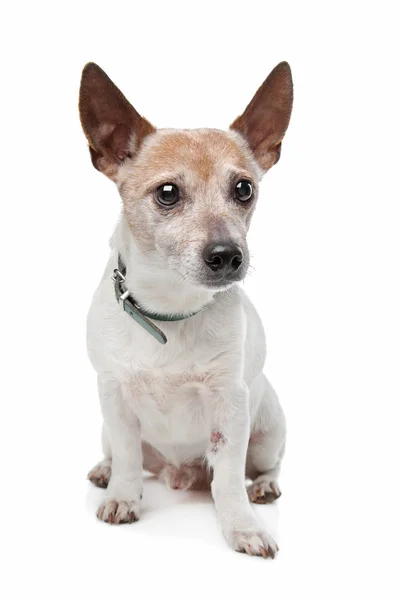Jack Russel Terrier — Stock Photo, Image