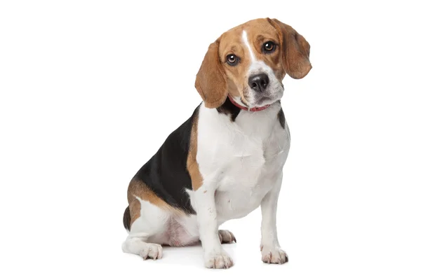 Beagle — Stock fotografie