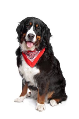 Bernese dağ köpeği