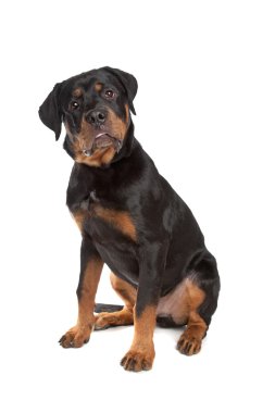 Genç rottweiler