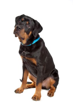 Genç rottweiler