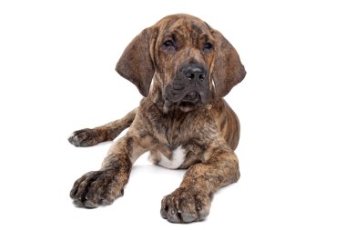 Brazilian mastiff veya fila brasileiro