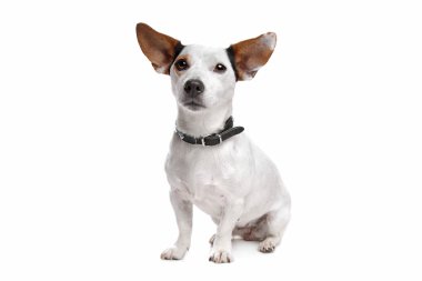 jack Russel terrier