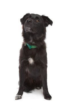 karakachan köpek