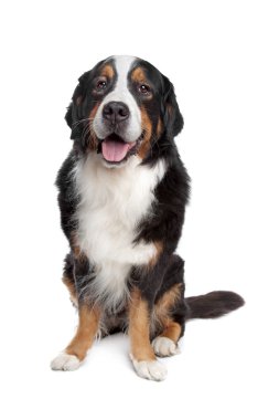 Bernese dağ köpeği