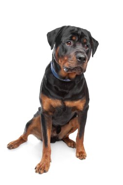 Rottweiler clipart