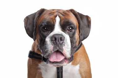 Boxer dog clipart