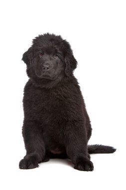 siyah newfoundland köpek yavrusu