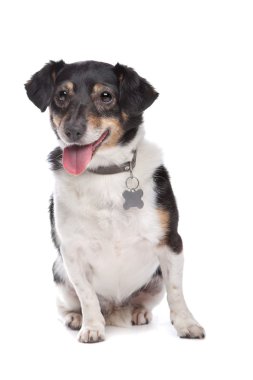 jack Russel terrier