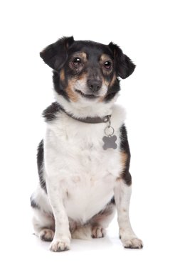 jack Russel terrier