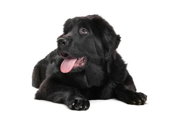 Siyah Tibetli mastiff köpek yavrusu — Stok fotoğraf