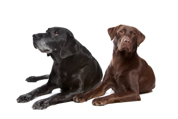 Svart och brun labrador retriever — Stockfoto