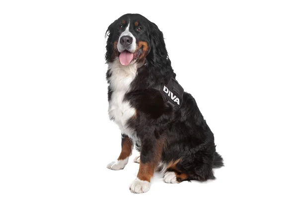 stock image Bernese Mountain Dog