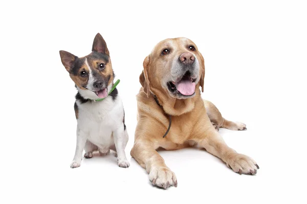 Labrador och jack russel terrier — Stockfoto