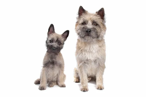 Cairn terrier yavru ve Yetişkin — Stok fotoğraf