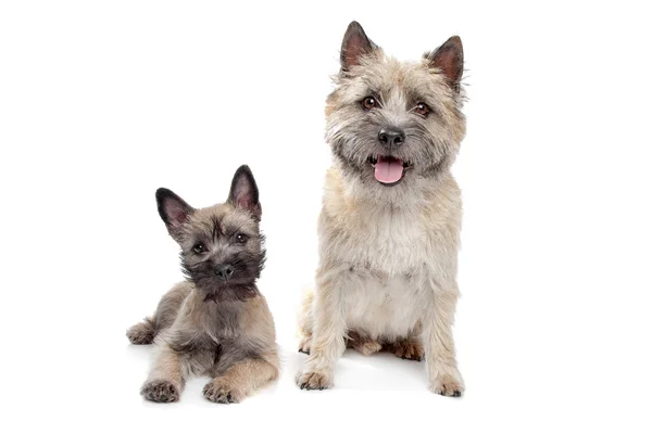 Filhote de cachorro e adulto cairn Terrier — Fotografia de Stock