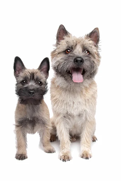 Cucciolo e adulto cairn Terrier — Foto Stock