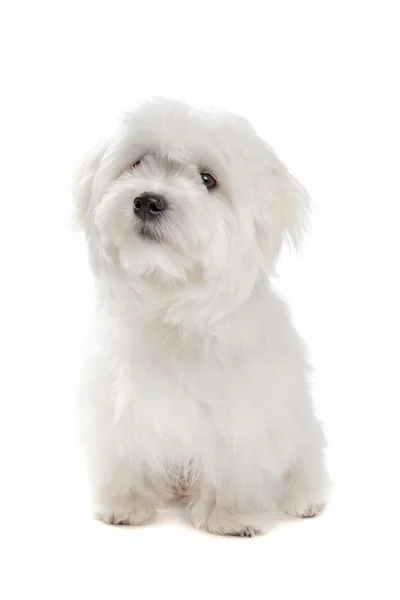 Maltese dog — Stock Photo, Image