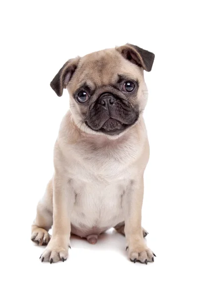 Pug köpek — Stok fotoğraf