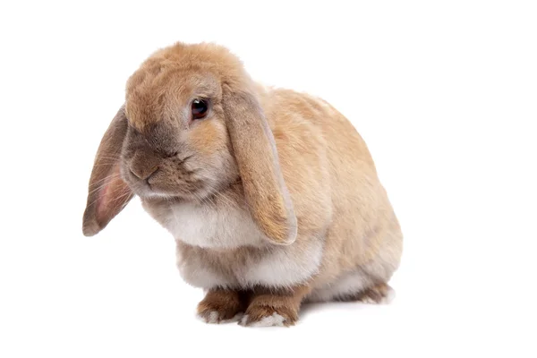 Молодий коричневий кролик — стокове фото