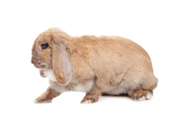 Unga brun kanin — Stockfoto