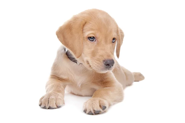Gele labrador retriever puppy — Stockfoto