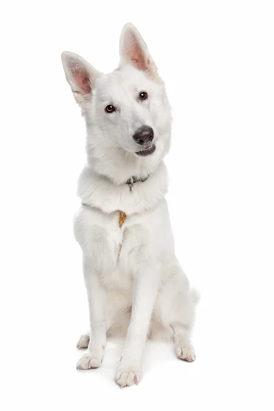 Cão pastor branco — Fotografia de Stock