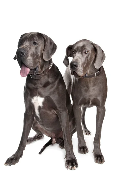 Dois grandes cães dinamarqueses cinzentos — Fotografia de Stock