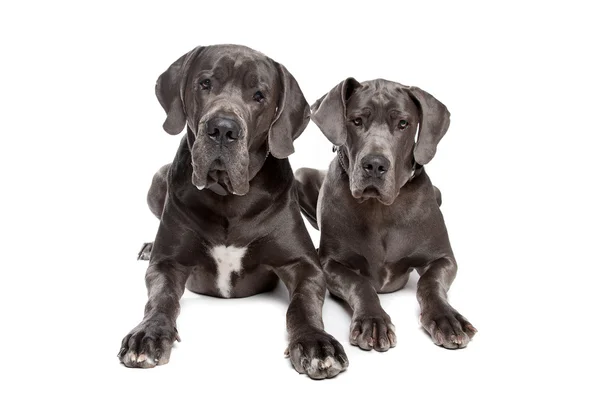 Dos grandes perros daneses grises — Foto de Stock