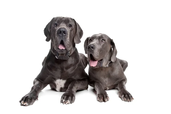 Δύο γκρι μεγάλα σκυλιά Δανών — Φωτογραφία Αρχείου